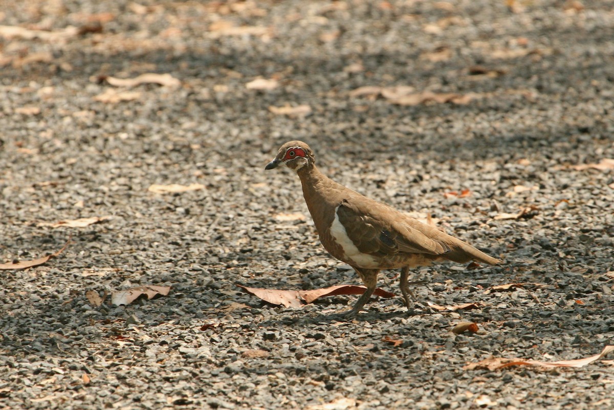 Partridge Pigeon - Grant Brosie