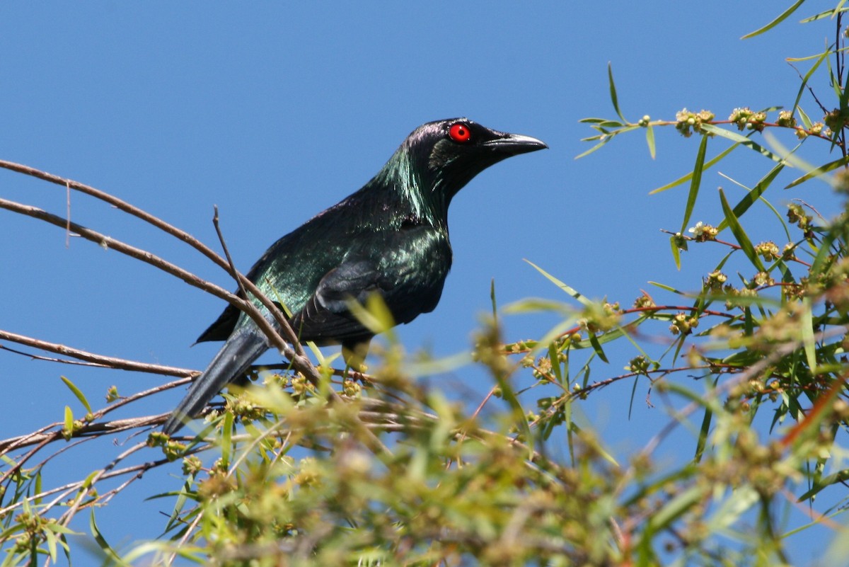 Metallic Starling - Grant Brosie