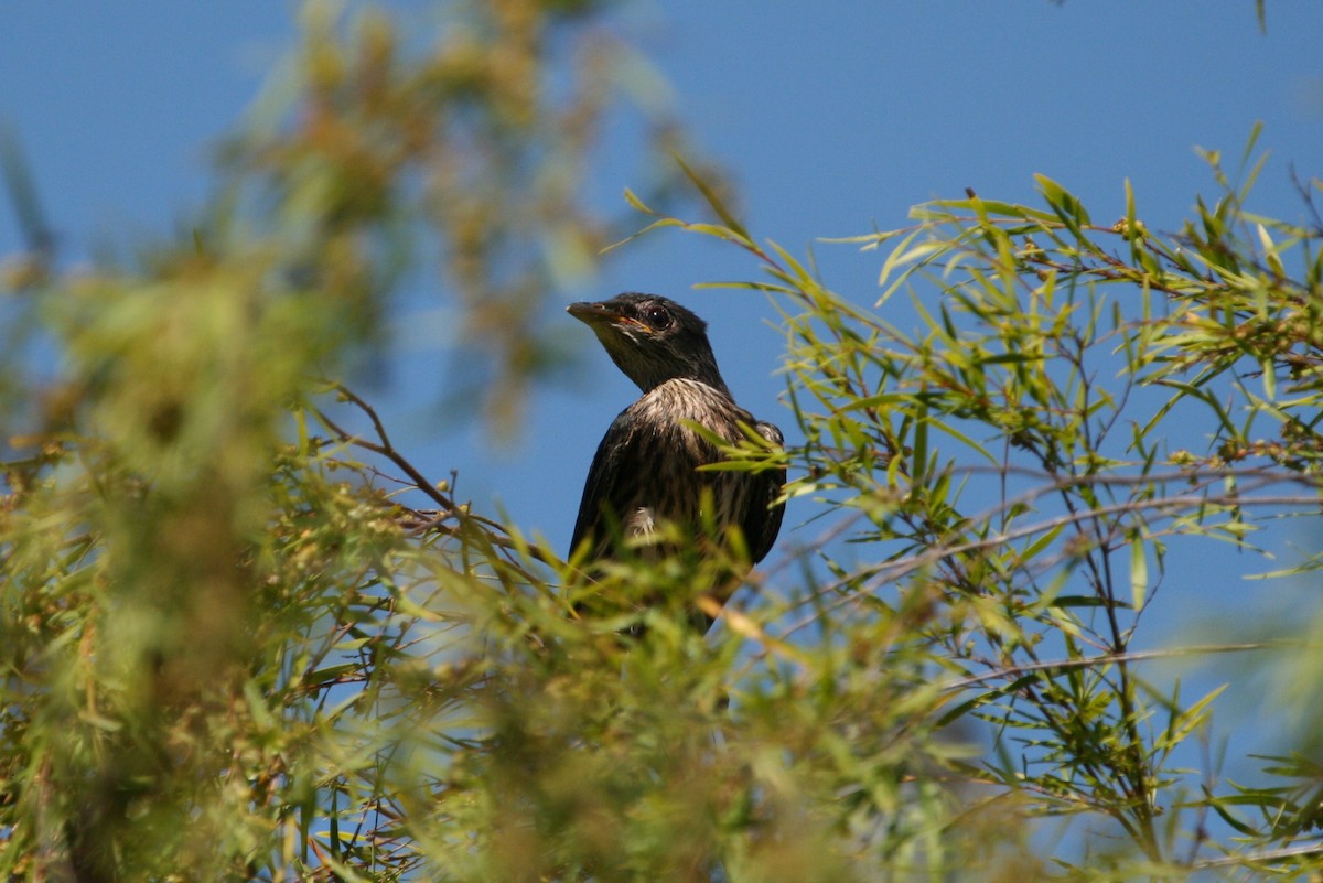 Metallic Starling - Grant Brosie