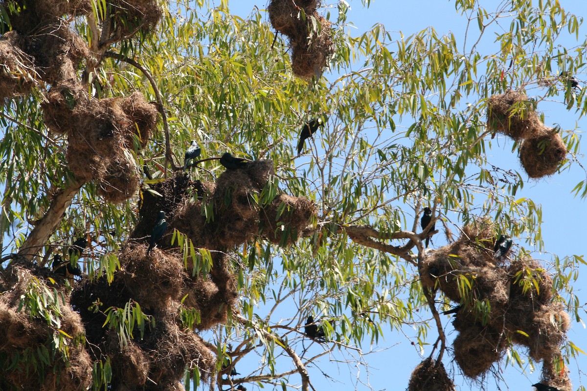 Metallic Starling - ML372618791