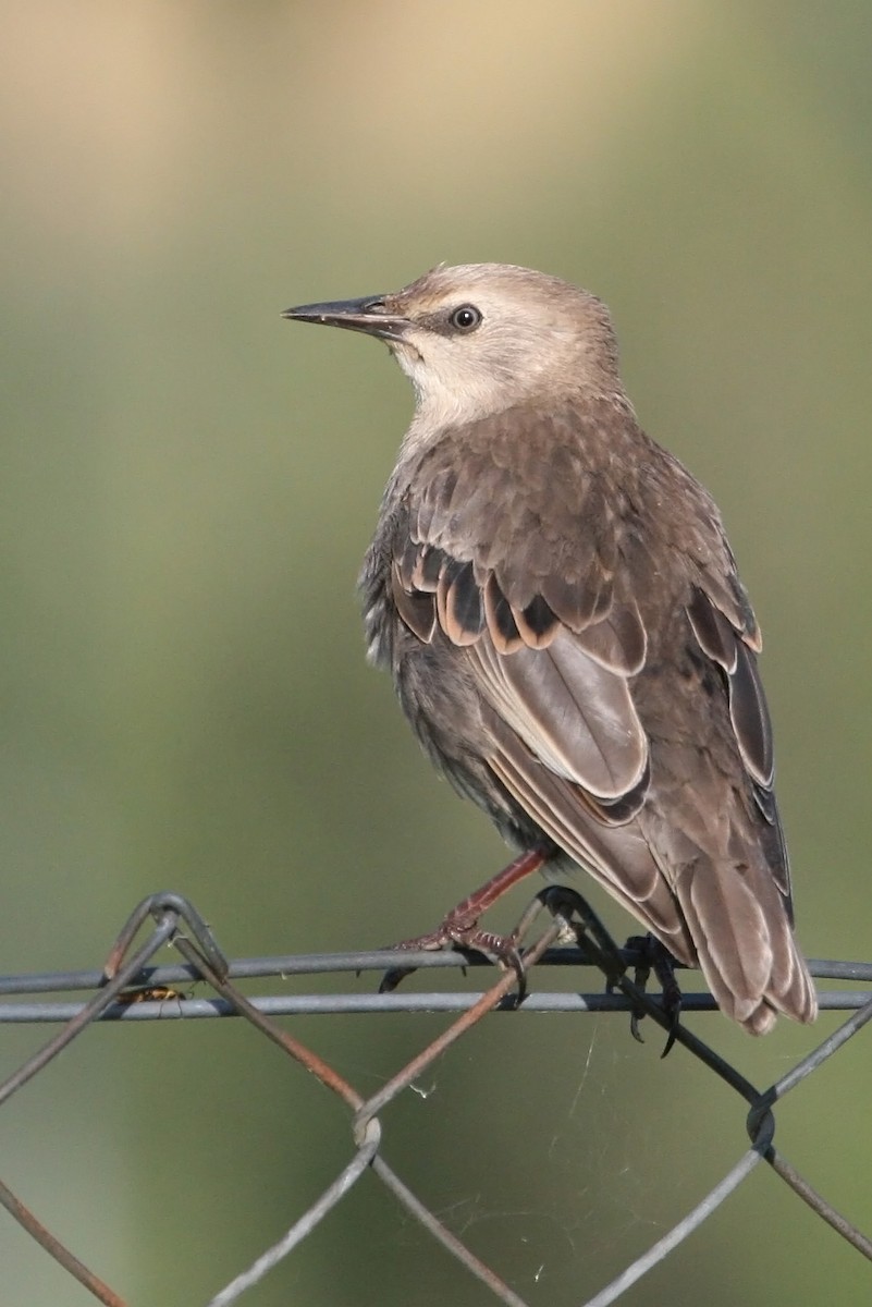 European Starling - Grant Brosie