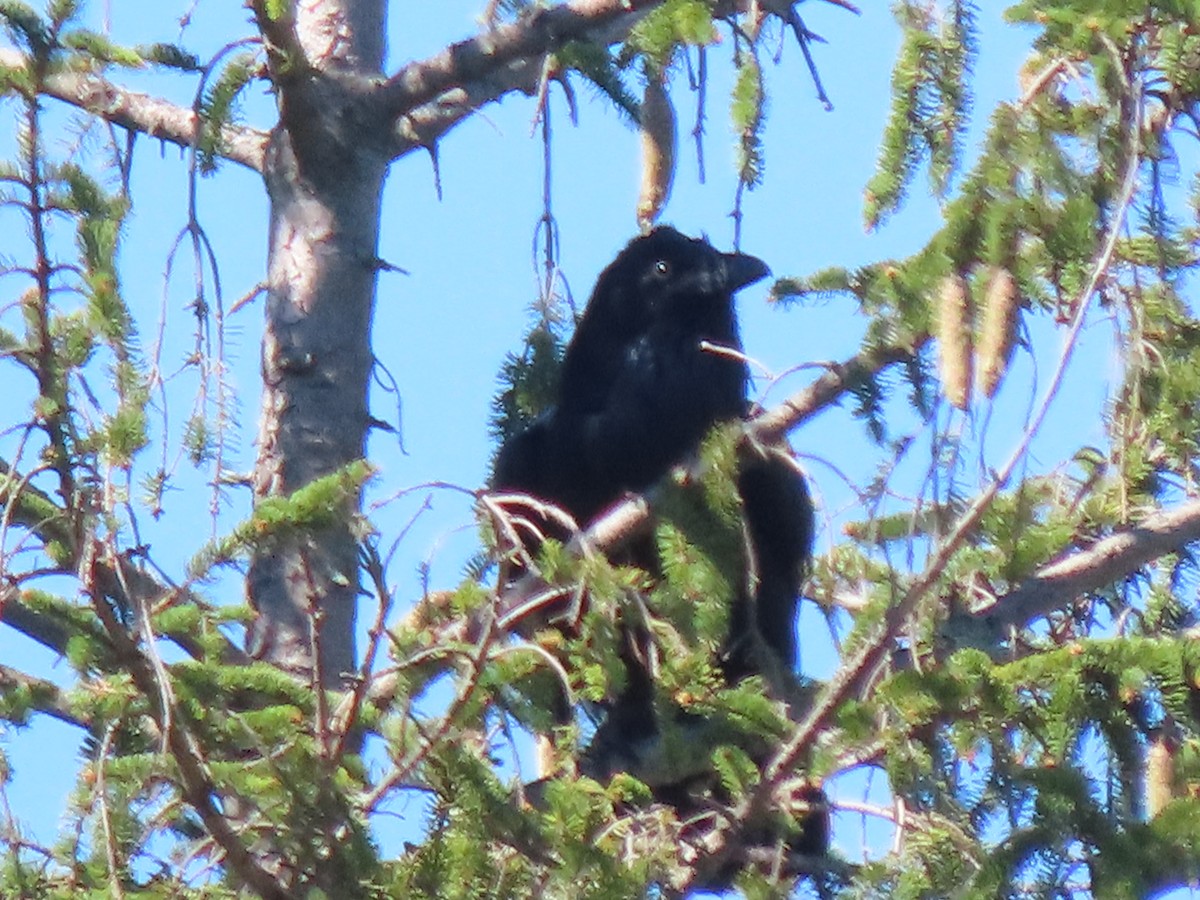 Common Raven - ML372619151