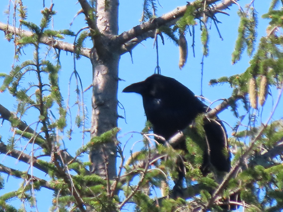 Common Raven - ML372619161