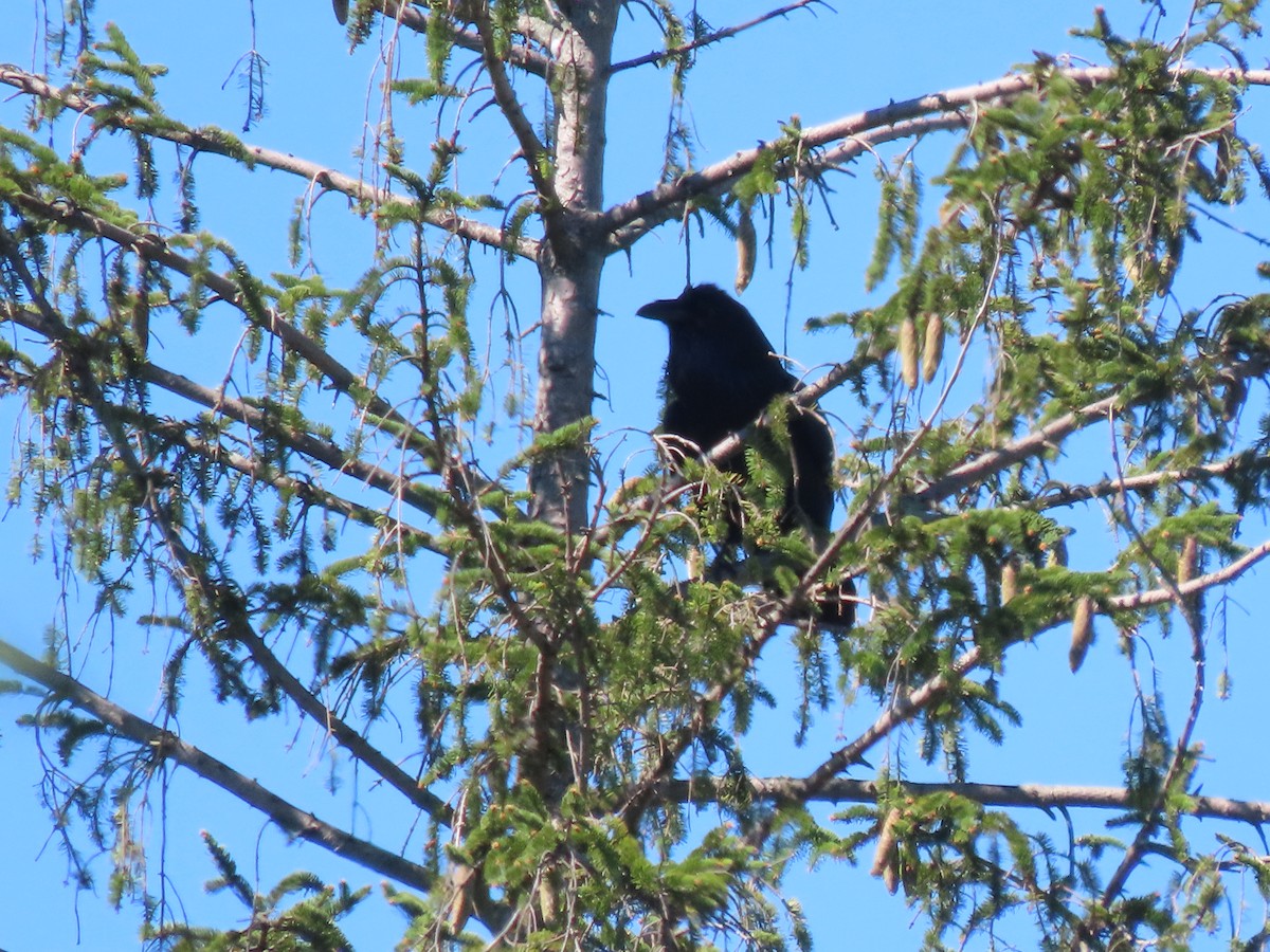 Common Raven - ML372619171