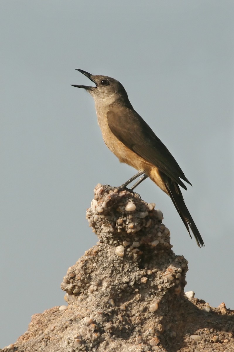 Sandstone Shrikethrush - Grant Brosie