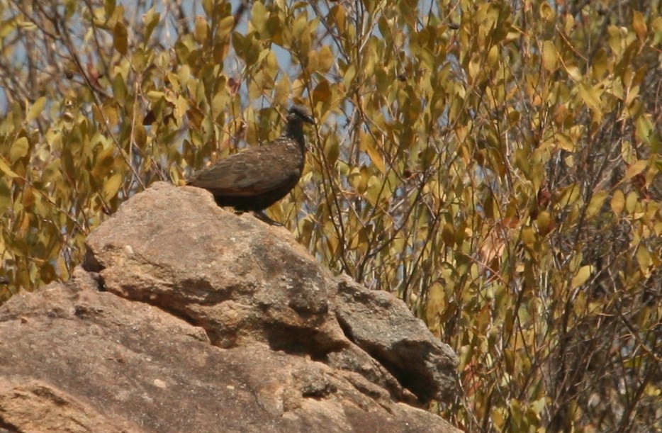 Chestnut-quilled Rock-Pigeon - Grant Brosie