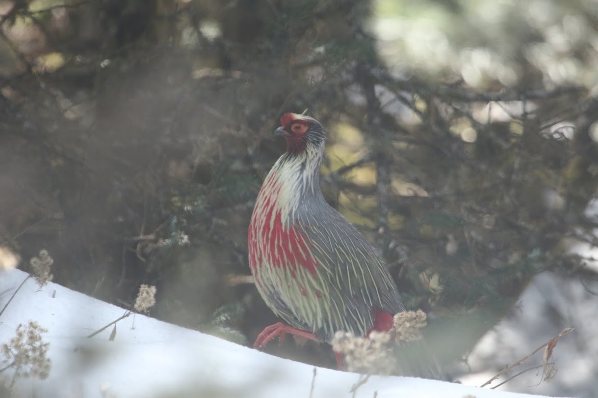 Blood Pheasant - ML372620091