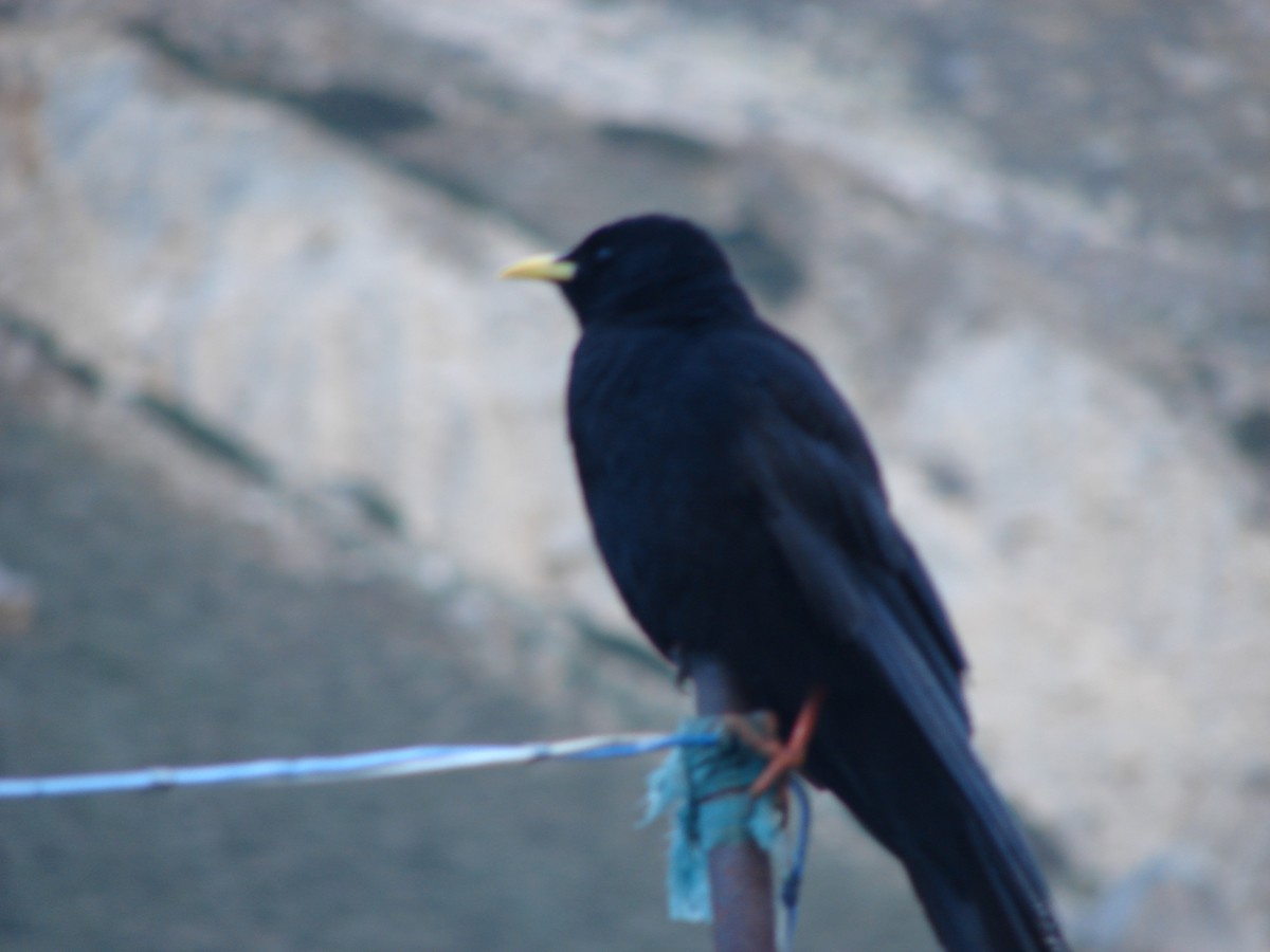 Yellow-billed Chough - ML372620351