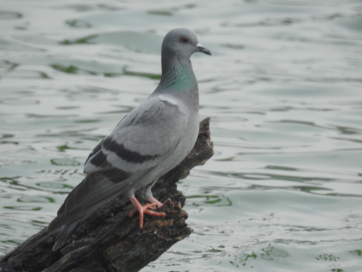 Rock Pigeon (Feral Pigeon) - Rajesh Prasad