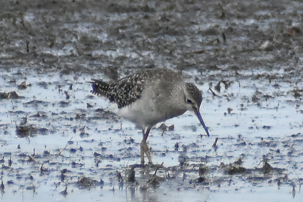 Wood Sandpiper - Frank Lin