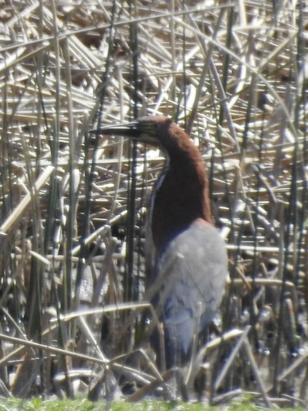 Rufescent Tiger-Heron - Fernando Muñoz