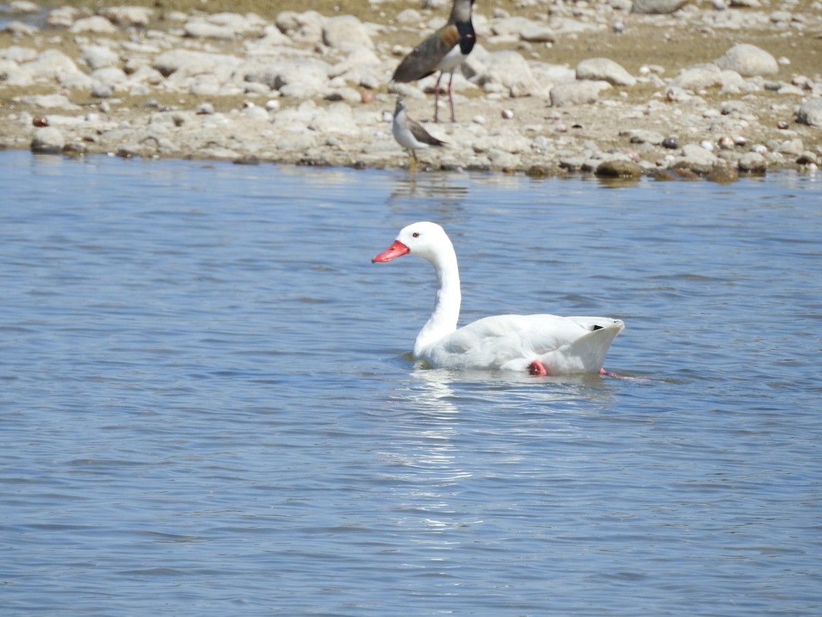 Coscoroba Swan - Fernando Muñoz