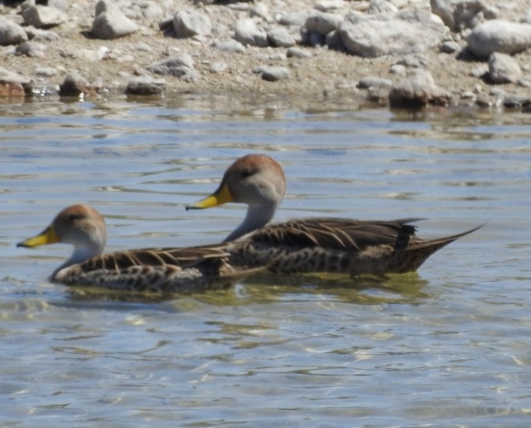 Yellow-billed Pintail - Fernando Muñoz