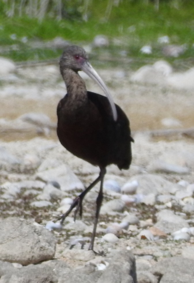 White-faced Ibis - ML372624361