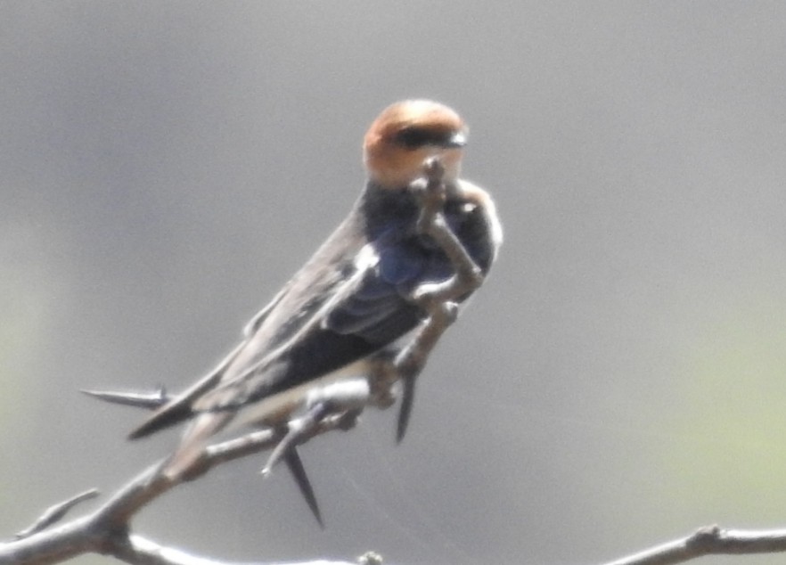 Golondrina Cabecicastaña - ML372624671