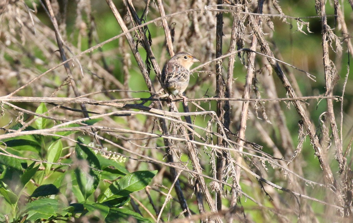 Grasshopper Sparrow - David Carr