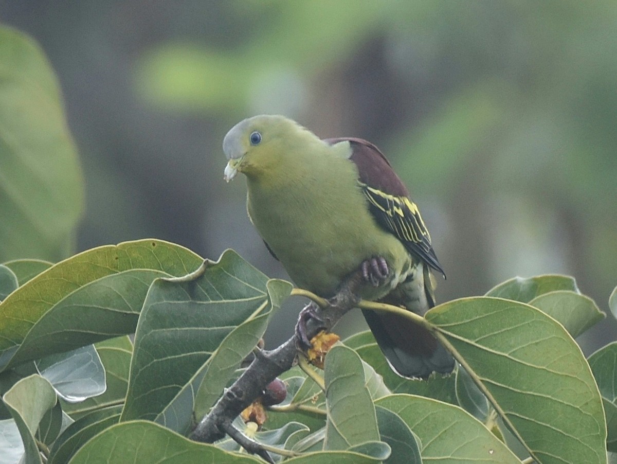 Gray-fronted Green-Pigeon - ML372628121