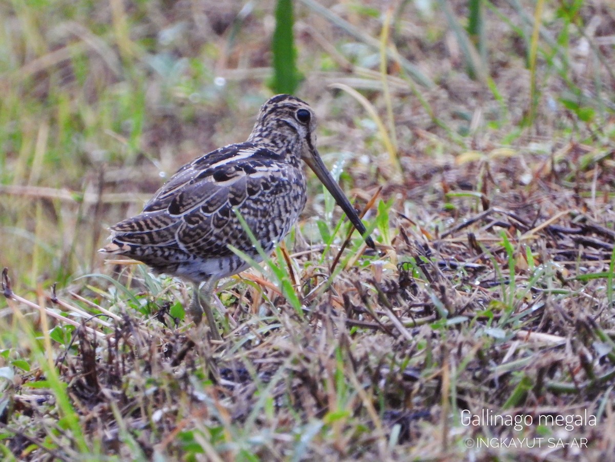 Swinhoe's Snipe - ML372628981