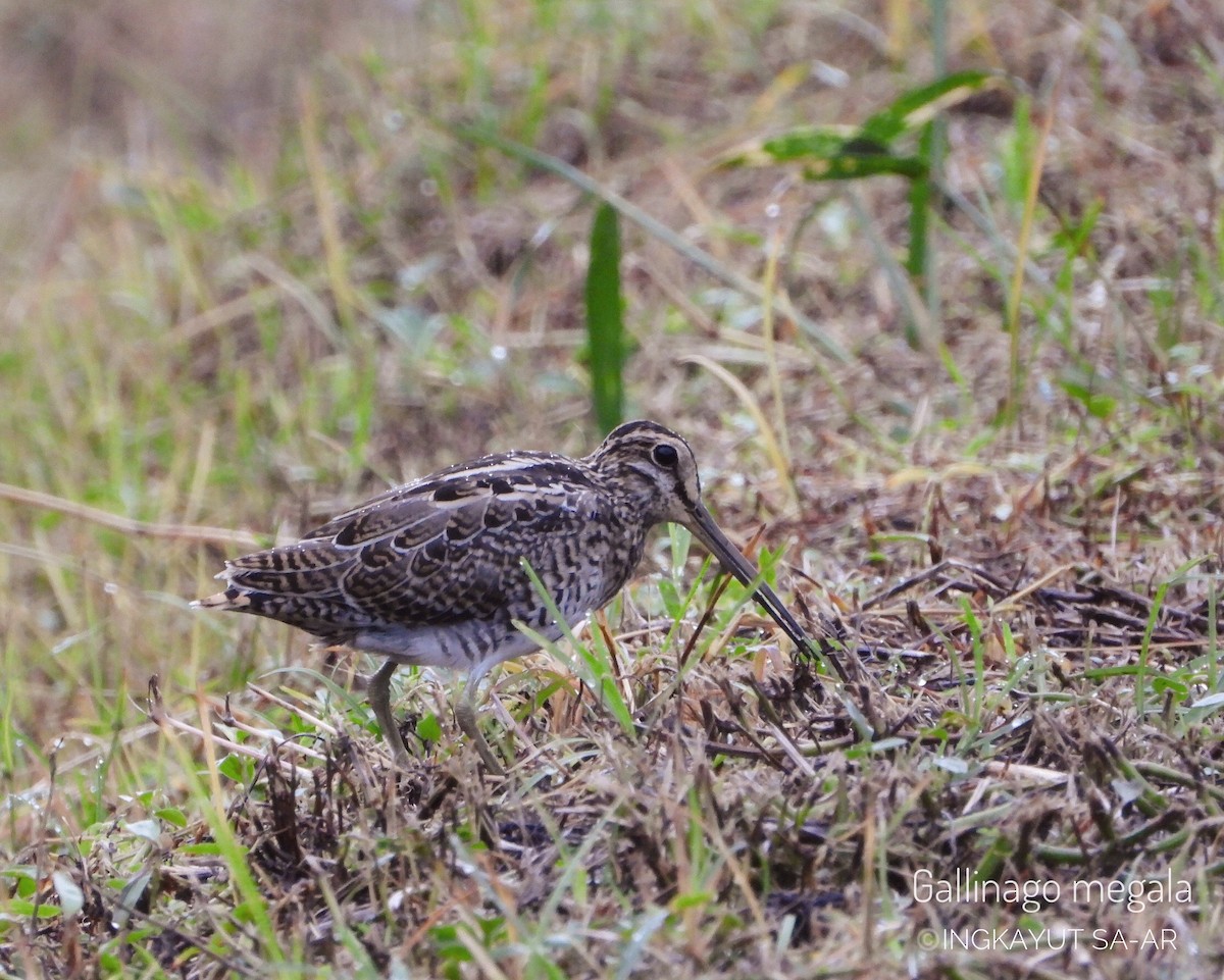 Swinhoe's Snipe - ML372629011