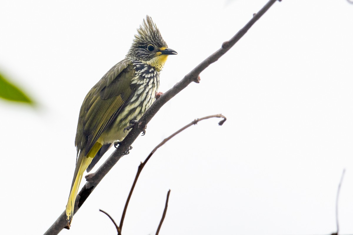 Striated Bulbul - ML372629111