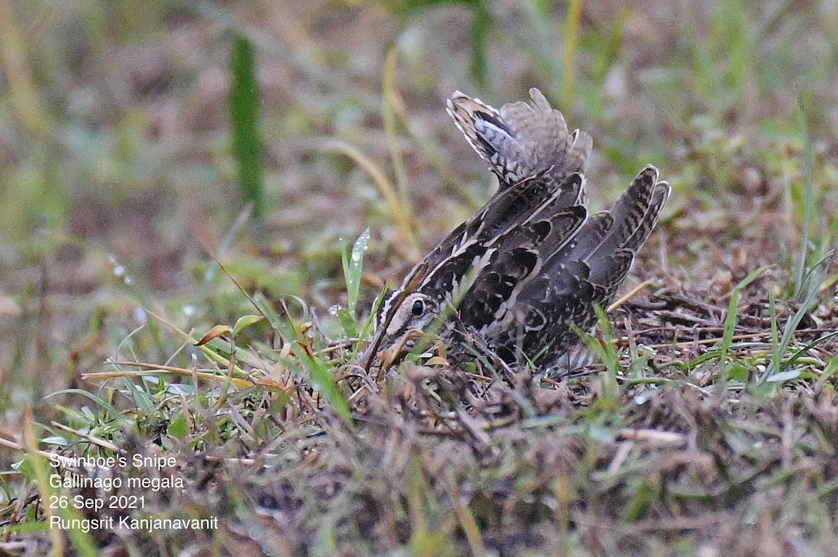 Swinhoe's Snipe - ML372630501