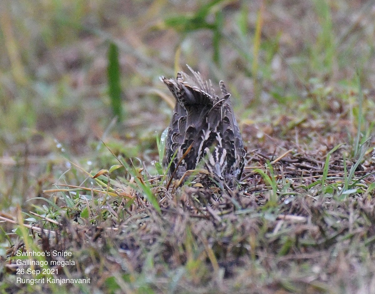 Swinhoe's Snipe - ML372630521