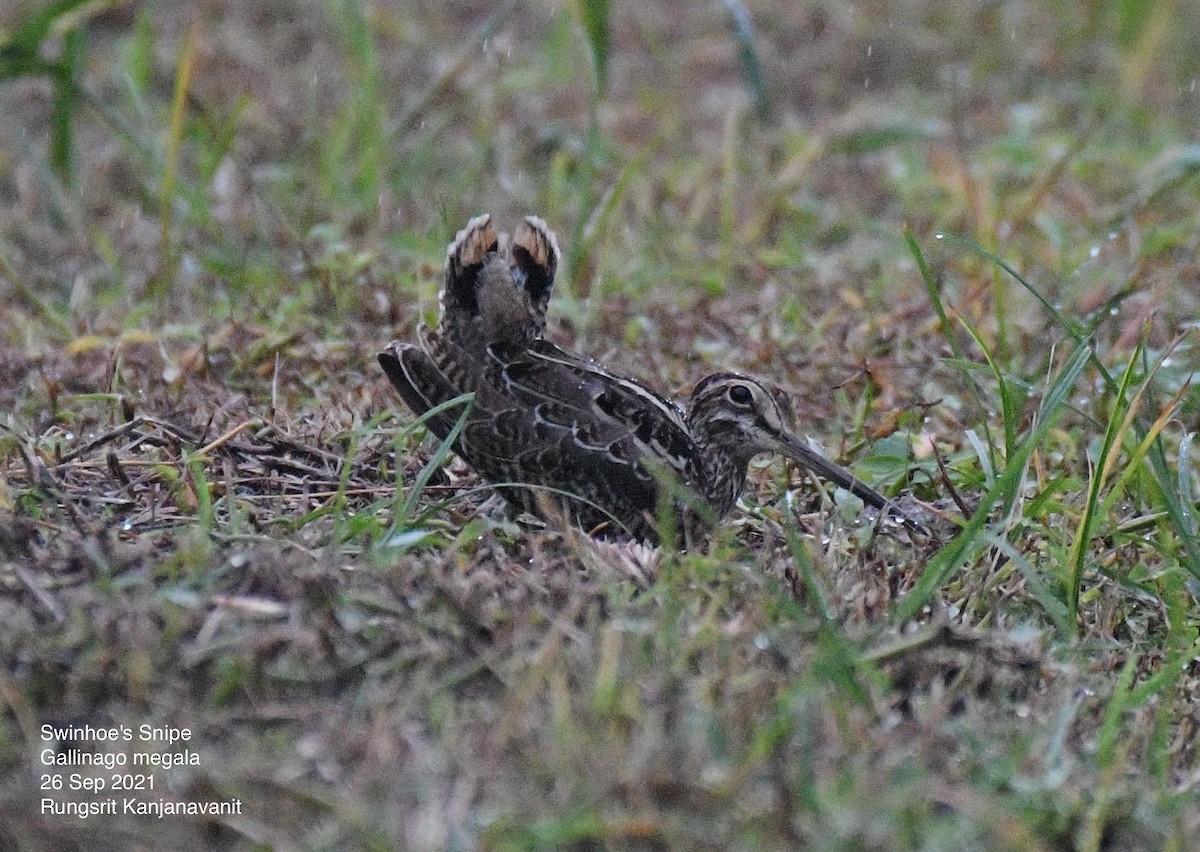 Swinhoe's Snipe - ML372630541