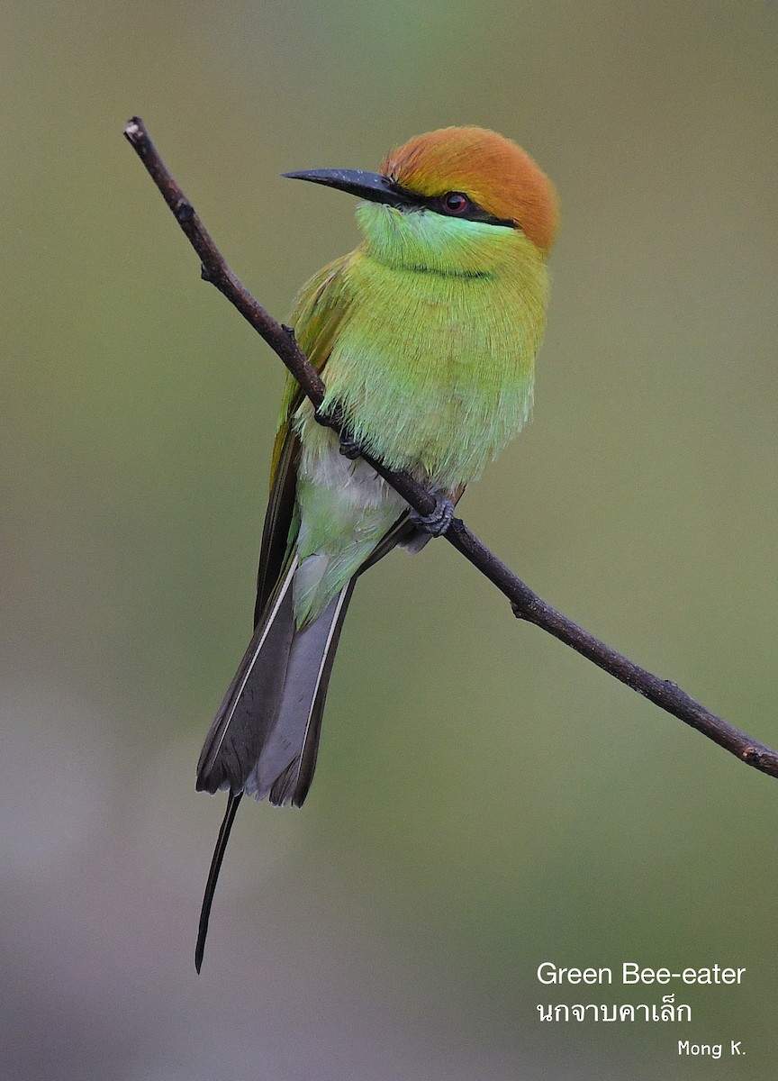 Asian Green Bee-eater - ML372630811