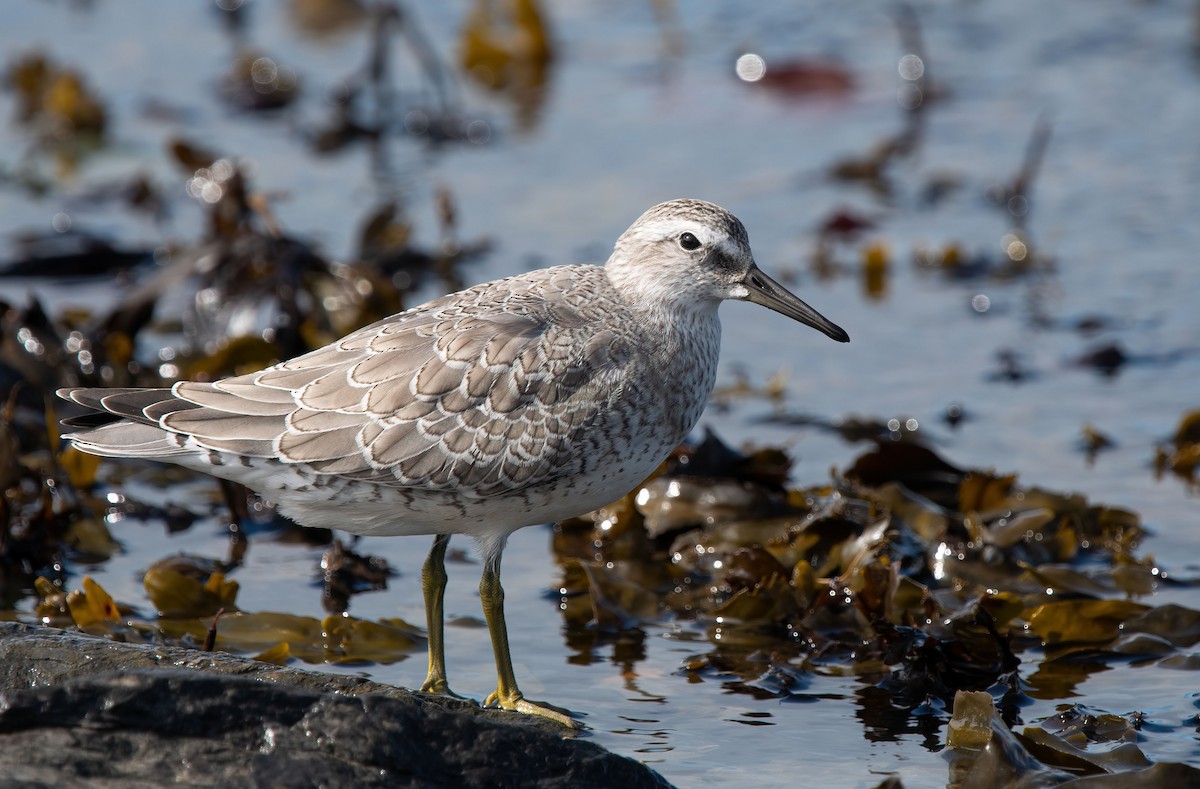 Red Knot - Anne-Marie Dufour