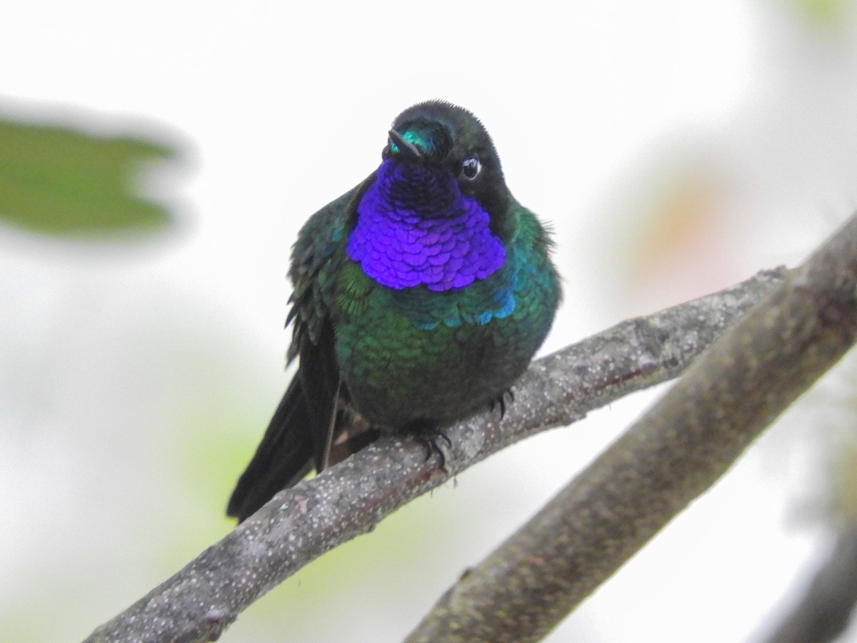 Purple-throated Sunangel - ML372631841