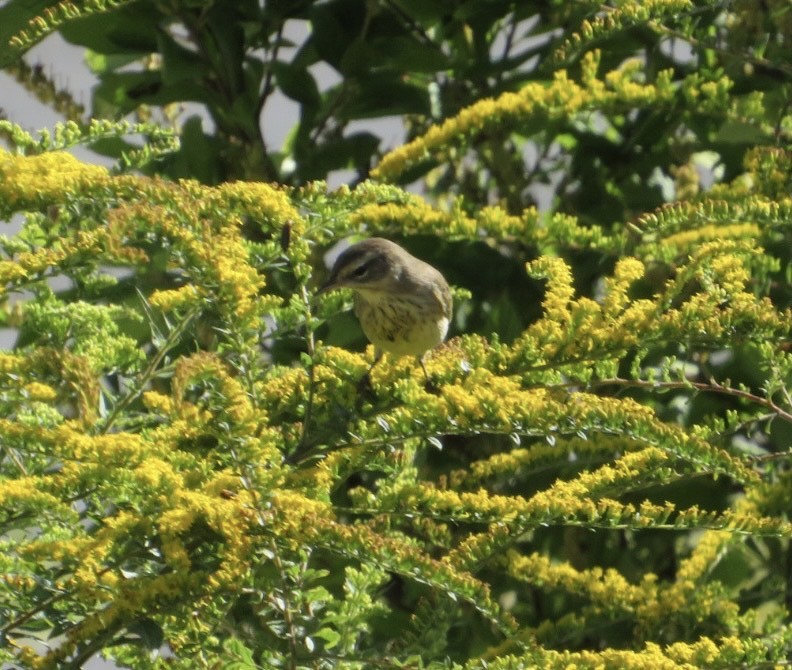 Palm Warbler - ML372632501
