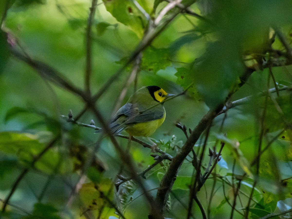 Hooded Warbler - ML372632951