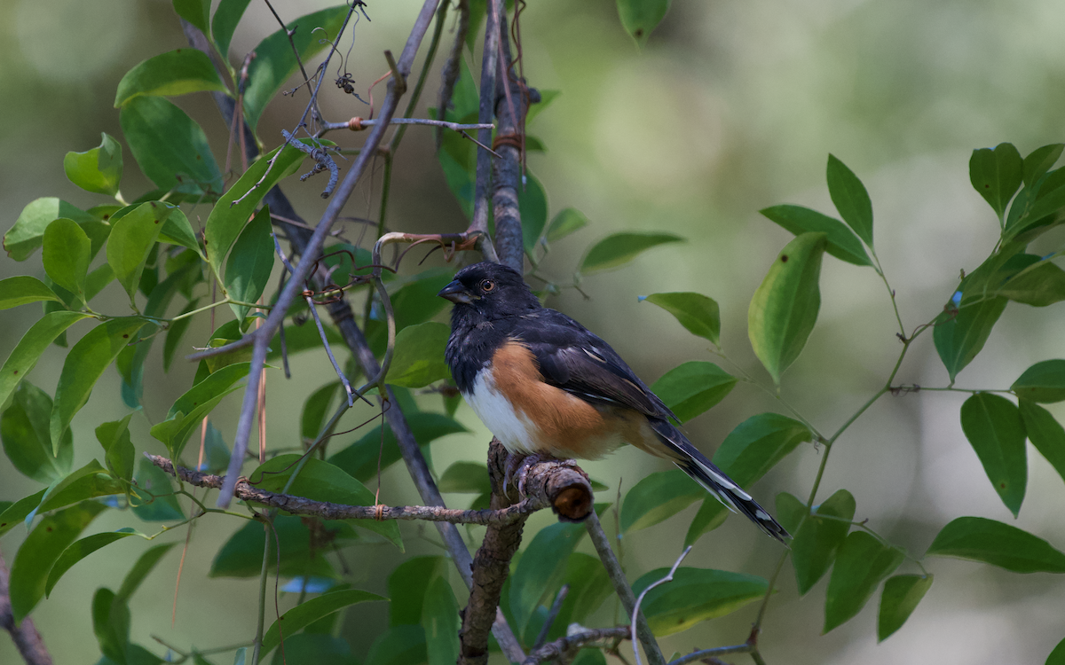 Eastern Towhee - ML372633101