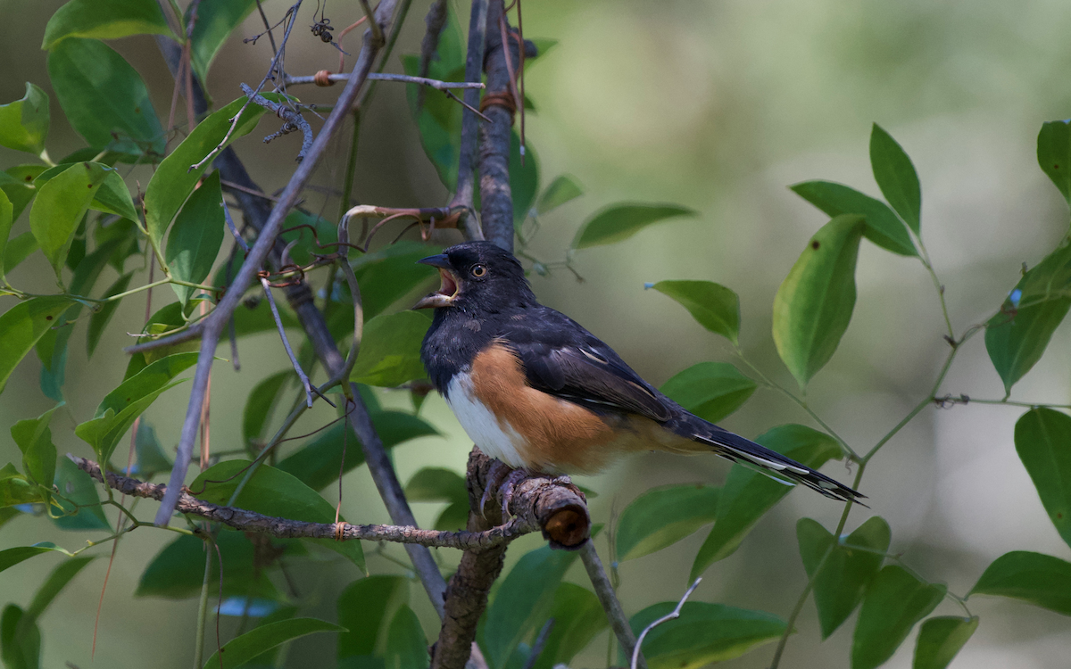 Eastern Towhee - ML372633111