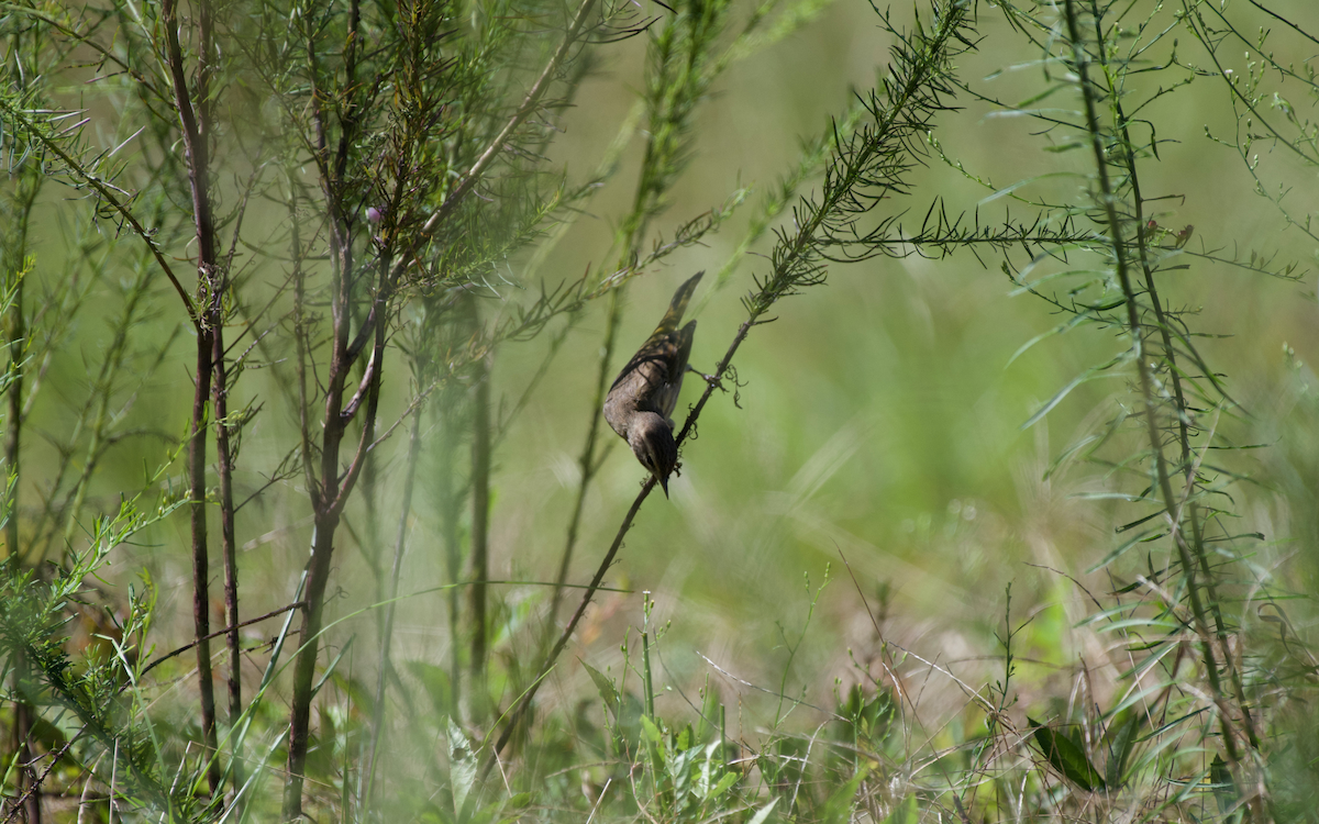 Palm Warbler - ML372633121