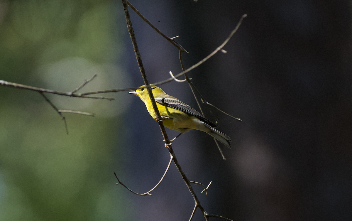 Pine Warbler - ML372633131