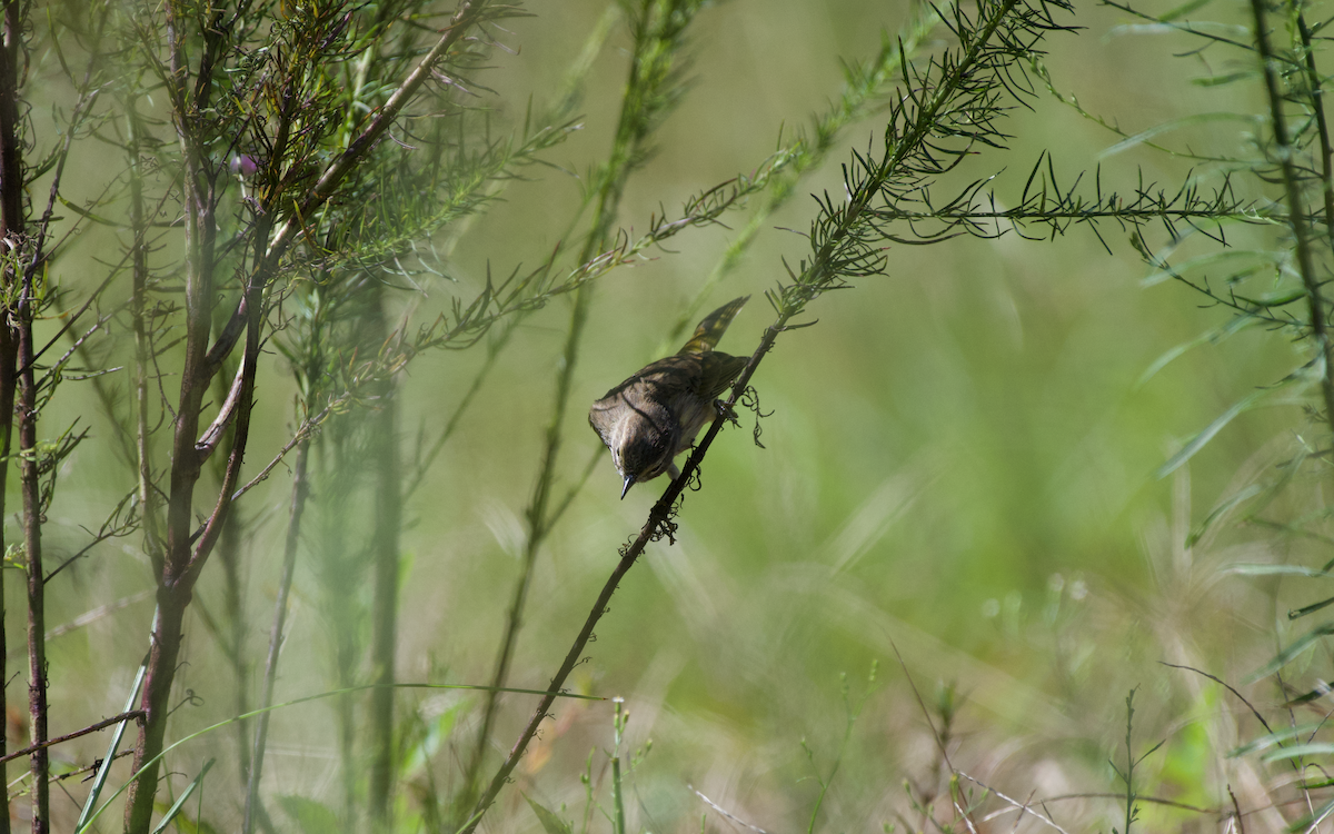 Palm Warbler - ML372633141