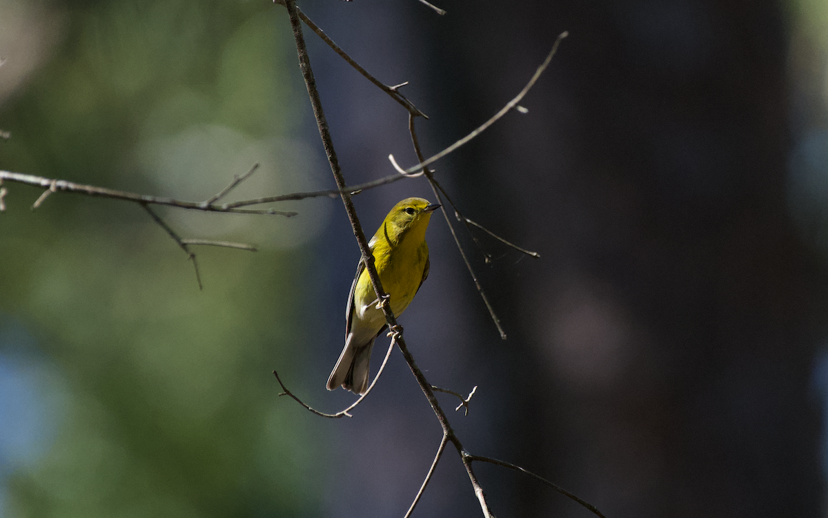 Pine Warbler - ML372633161