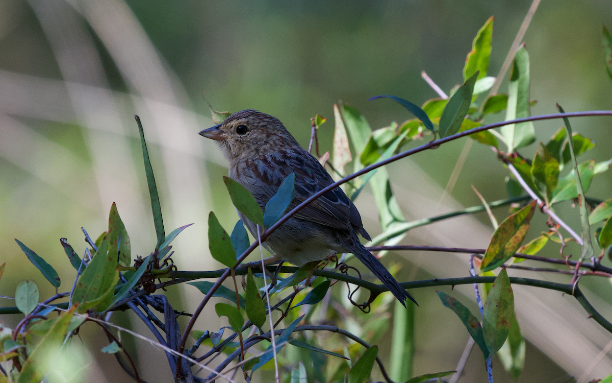 Bachman's Sparrow - ML372633171