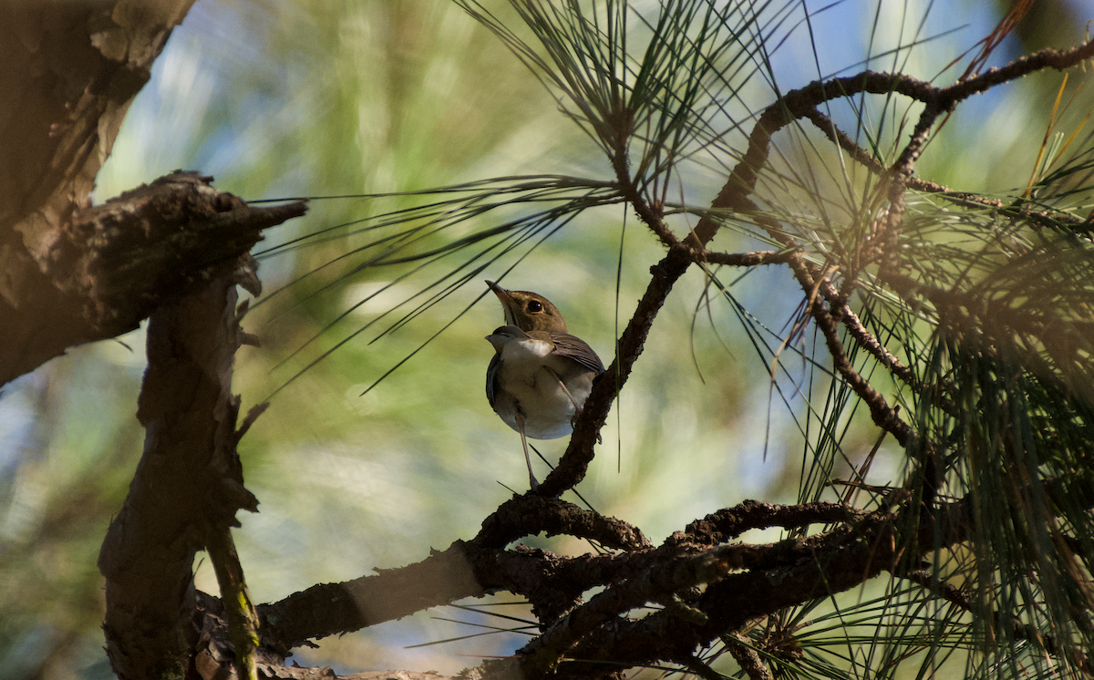 Swainson's Thrush - ML372633181