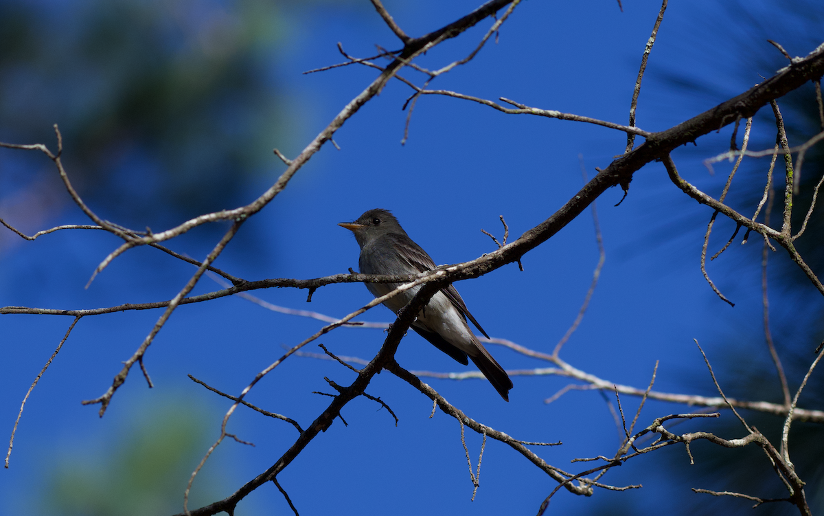 Eastern Wood-Pewee - ML372633191