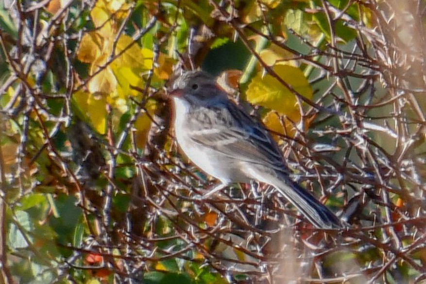 Brewer's Sparrow - ML372633851