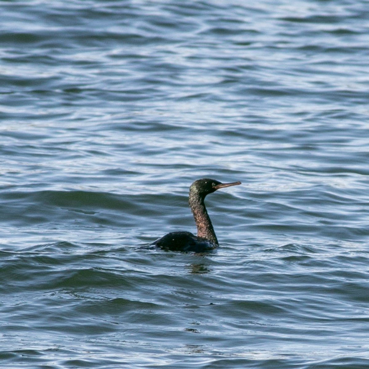 Pelagic Cormorant - ML372633981