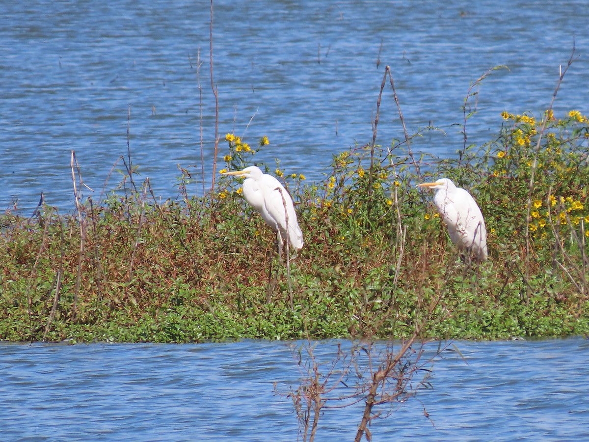 Great Egret - ML372637951