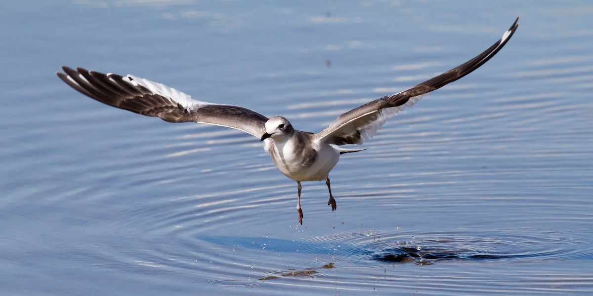 Sabine's Gull - ML37263881