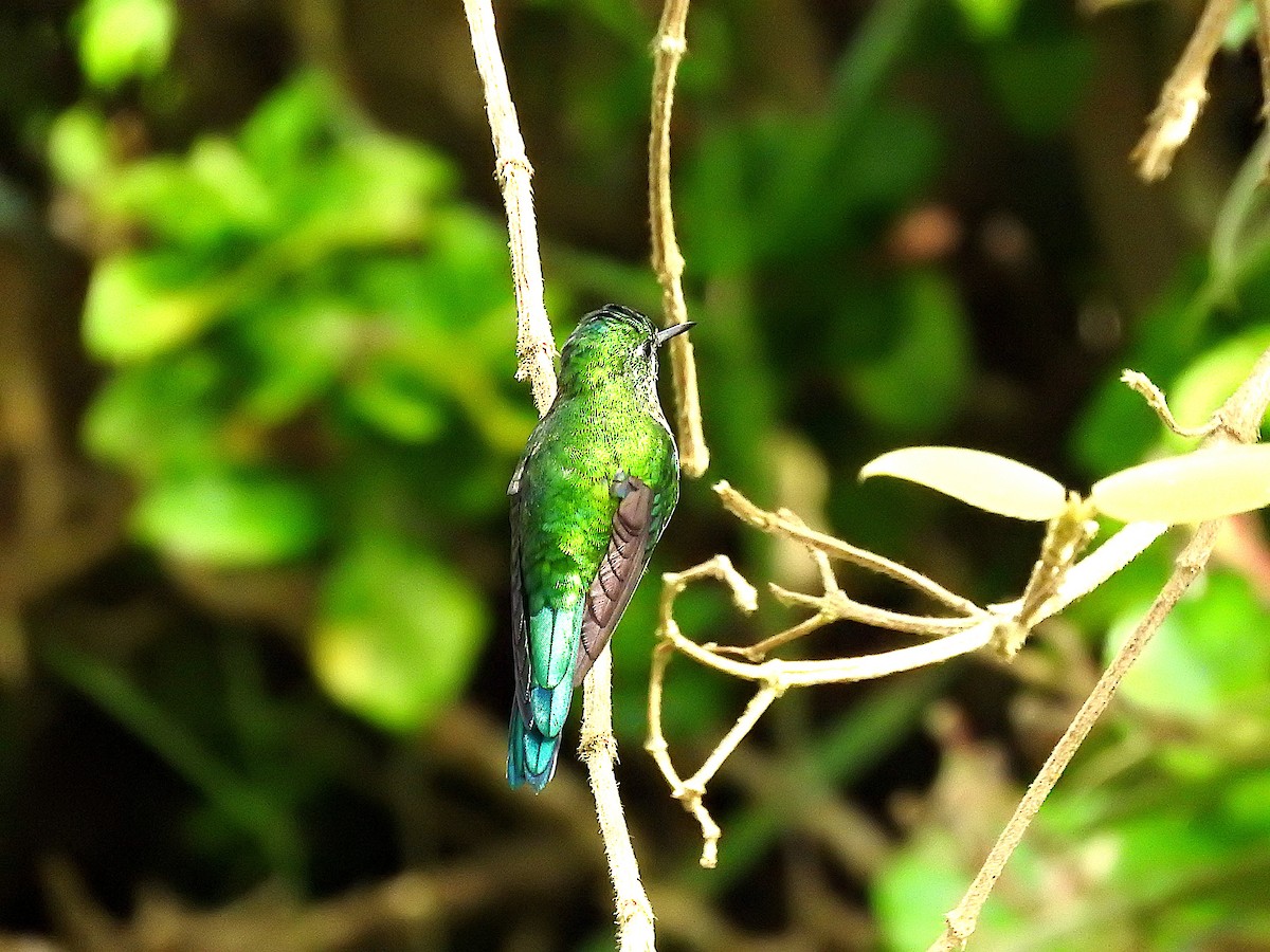 Long-tailed Sylph - Alfredo Rosas