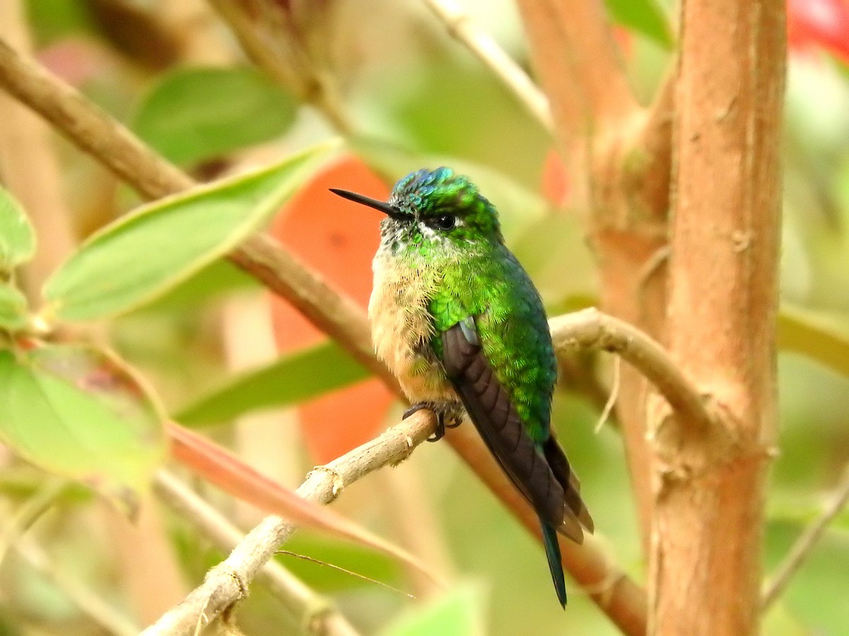 Long-tailed Sylph - ML372638951