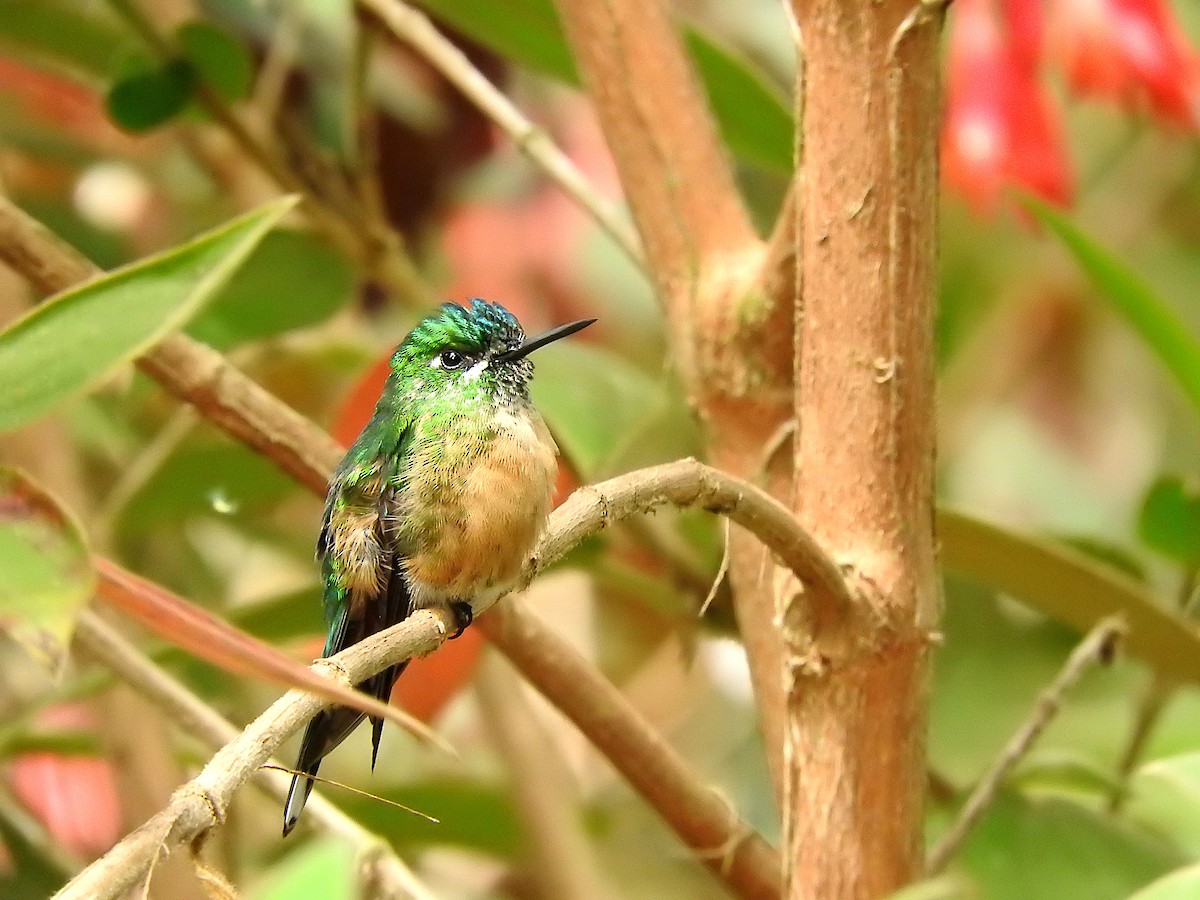 Long-tailed Sylph - ML372638961