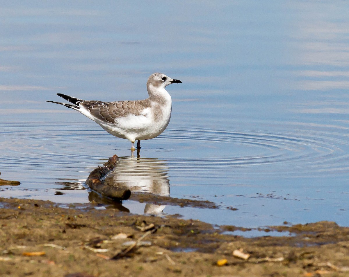 Mouette de Sabine - ML37263901