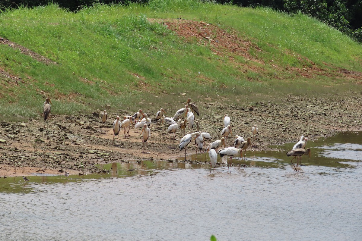 Milky x Painted Stork (hybrid) - ML372639281